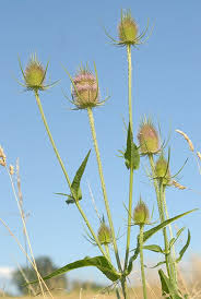 Attēlu rezultāti vaicājumam “Dipsacus fullonum”