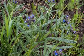 Attēlu rezultāti vaicājumam “Anchusa arvensis leaf”