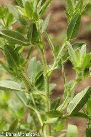 Attēlu rezultāti vaicājumam “Ononis arvensis leaf”