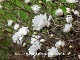 Attēlu rezultāti vaicājumam “Magnolia x loebneri flower”