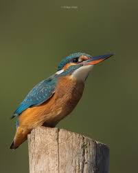 Attēlu rezultāti vaicājumam “Alcedo atthis adult”