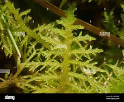 Attēlu rezultāti vaicājumam “Thuidium recognitum”