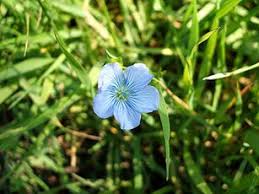 Attēlu rezultāti vaicājumam “Linaceae”