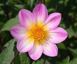 Image result for Dahlia hybrid.