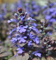 Attēlu rezultāti vaicājumam “Ajuga reptans flower”