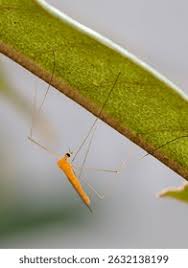 Attēlu rezultāti vaicājumam “Limoniidae”