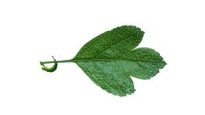 Attēlu rezultāti vaicājumam “Crataegus laevigata leaf”
