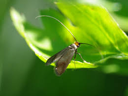 Attēlu rezultāti vaicājumam “Cauchas rufimitrella”