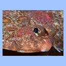 Image result for Hippoglossoides platessoides