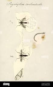 Attēlu rezultāti vaicājumam “Ptychoptera sp. female”