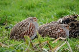 Attēlu rezultāti vaicājumam “Perdix perdix”