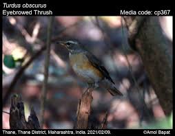 Image result for Turdus obscurus