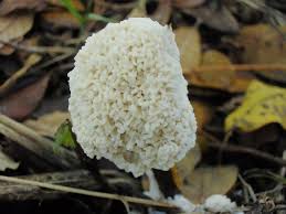 Attēlu rezultāti vaicājumam “Fuligo cinerea”