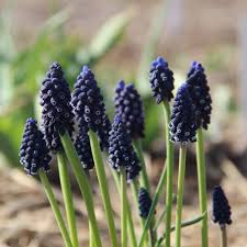Attēlu rezultāti vaicājumam “Muscari neglectum”