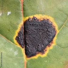 Attēlu rezultāti vaicājumam “Rhytisma acerinum”