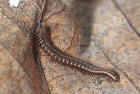 Attēlu rezultāti vaicājumam “Craspedosoma rawlinsi”