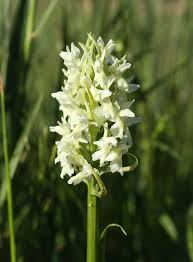Attēlu rezultāti vaicājumam “Dactylorhiza ochroleuca leaf”