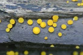 Attēlu rezultāti vaicājumam “Hymenoscyphus imberbis”