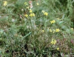 Attēlu rezultāti vaicājumam “Erysimum hieracifolium”