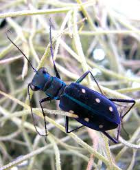 Attēlu rezultāti vaicājumam “Cicindela sylvatica imago”