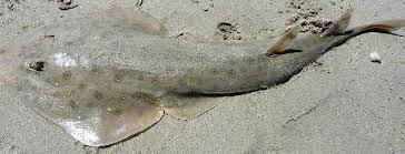 Image result for Acroteriobatus annulatus