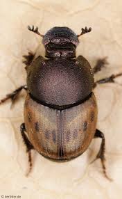 Attēlu rezultāti vaicājumam “Aegialia arenaria”