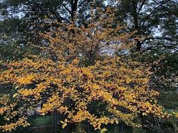 Attēlu rezultāti vaicājumam “Crataegus persimilis”