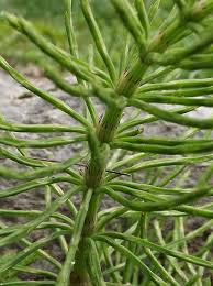 Attēlu rezultāti vaicājumam “Equisetum arvense”