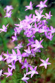 Attēlu rezultāti vaicājumam “Campanula patula flower”