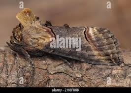 Attēlu rezultāti vaicājumam “Abrostola triplasia”