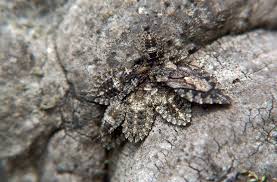 Attēlu rezultāti vaicājumam “Aradus betulae”