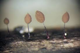 Attēlu rezultāti vaicājumam “Comatricha tenerrima”