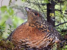 Attēlu rezultāti vaicājumam “Tetrao urogallus female”