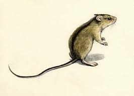 Attēlu rezultāti vaicājumam “Sicista betulina”