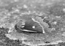 Attēlu rezultāti vaicājumam “Eriogaster lanestris”