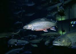 Image result for Salvelinus fontinalis