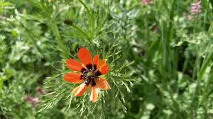 Image result for Adonis aestivalis