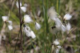 Attēlu rezultāti vaicājumam “Eriophorum latifolium”