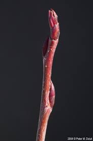 Attēlu rezultāti vaicājumam “Aronia melanocarpa bud”