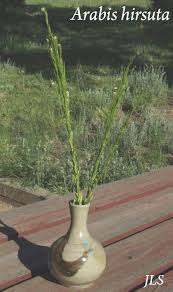 Attēlu rezultāti vaicājumam “Arabis hirsuta”