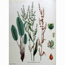 Image result for Rumex sanguineum
