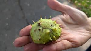 Attēlu rezultāti vaicājumam “Aesculus hippocastanum fruit”