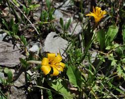 Attēlu rezultāti vaicājumam “Colchicum luteum flower”