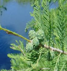 Attēlu rezultāti vaicājumam “Taxodium distichum”