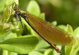 Attēlu rezultāti vaicājumam “Calopteryx virgo female”