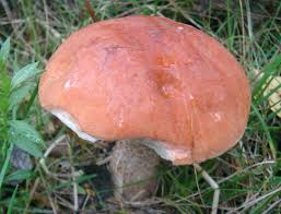 Attēlu rezultāti vaicājumam “Leccinum vulpinum”