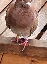 Image result for Mid Calder Bowling Club