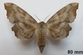 Attēlu rezultāti vaicājumam “Laothoe amurensis”