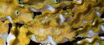 Image result for tridacna