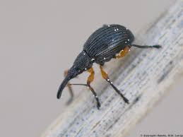 Attēlu rezultāti vaicājumam “Protapion sp.”